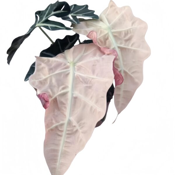Alocasia X amazonica‘Polly’ Variegated