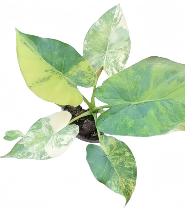 Alocasia Gageana Aurea Var