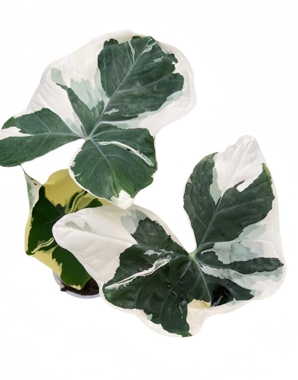 Xanthosoma sagittifoliumVariegatumMonstrosum - 图片 2
