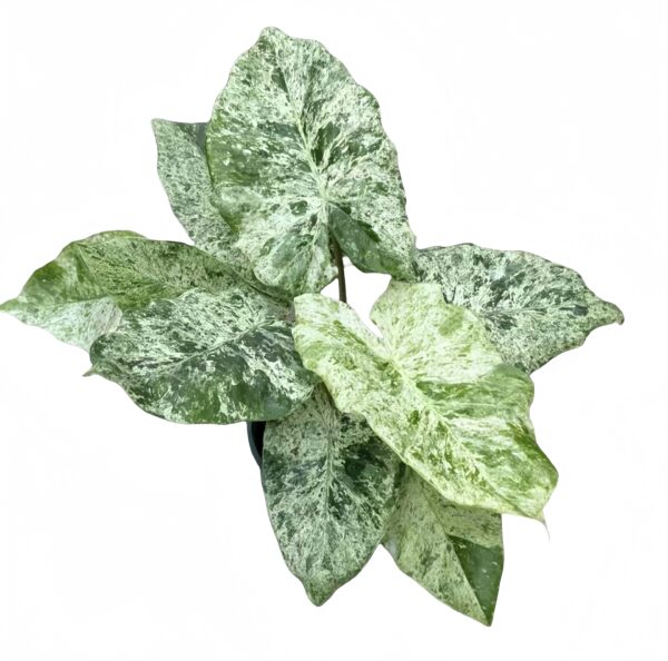 Alocasia odora ‘Batik’ Variegated