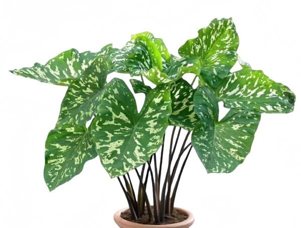 Caladium Hilo Beauty - 图片 2