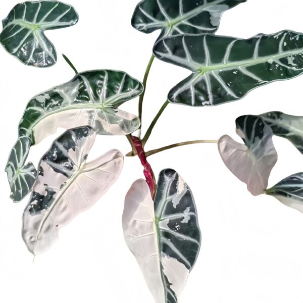 Alocasia Bambino Arrow Variegated - 图片 2