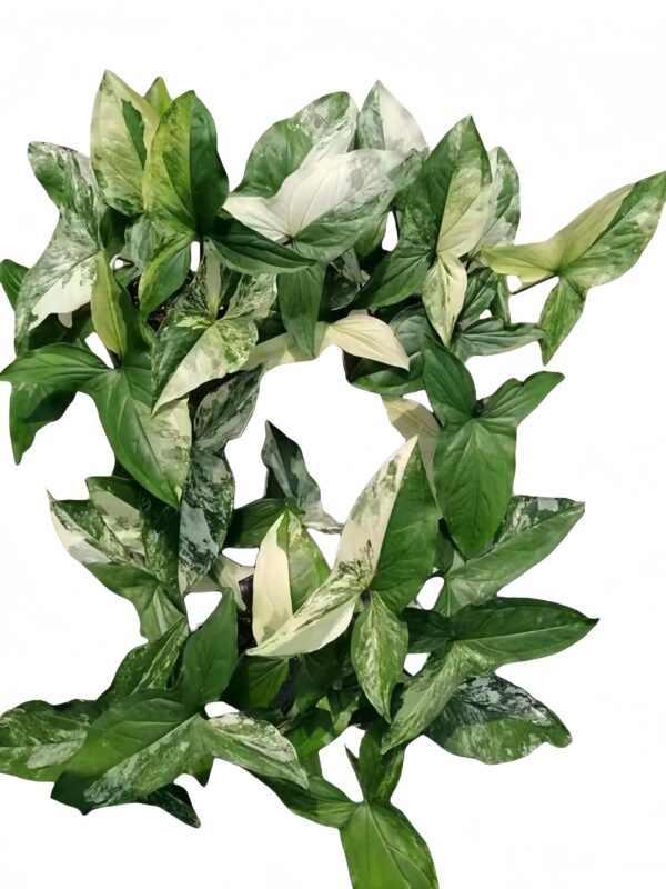 Syngonium podophyllum albo var - 图片 2