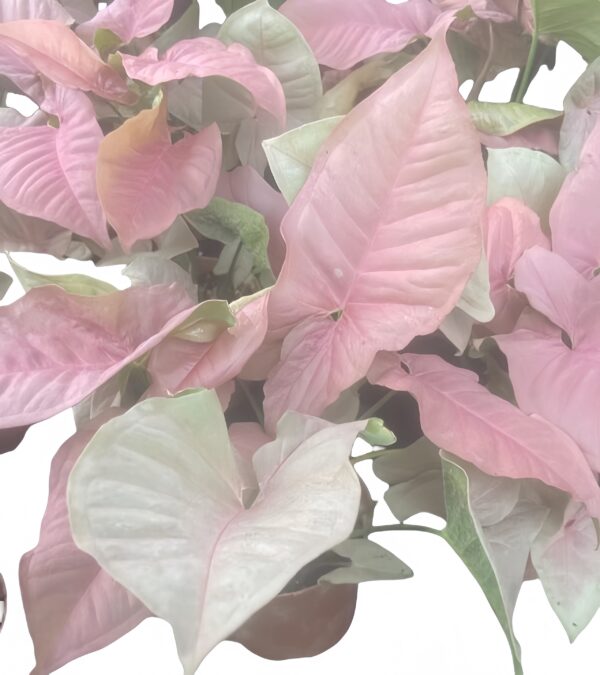 Syngonium Podophyllum Neon