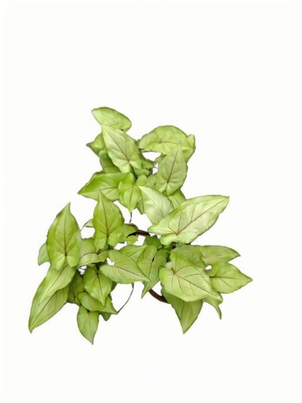 Syngonium laila