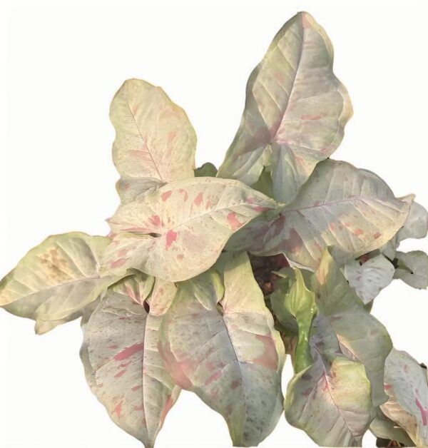 Syngonium milk confetti