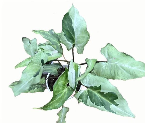 Syngonium Three Kings