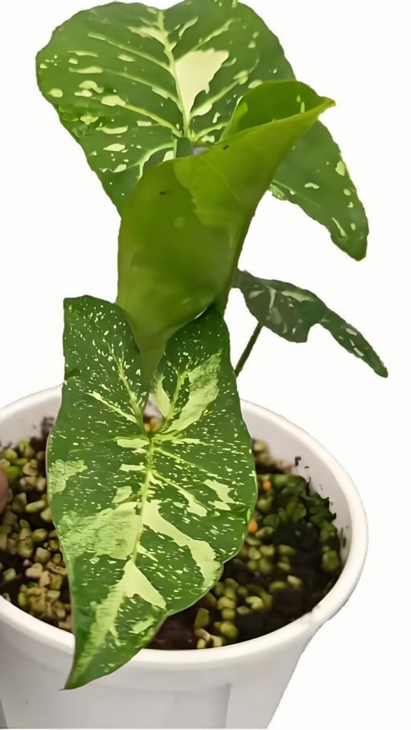 Syngonium podophyllum 'Panda' - 图片 2