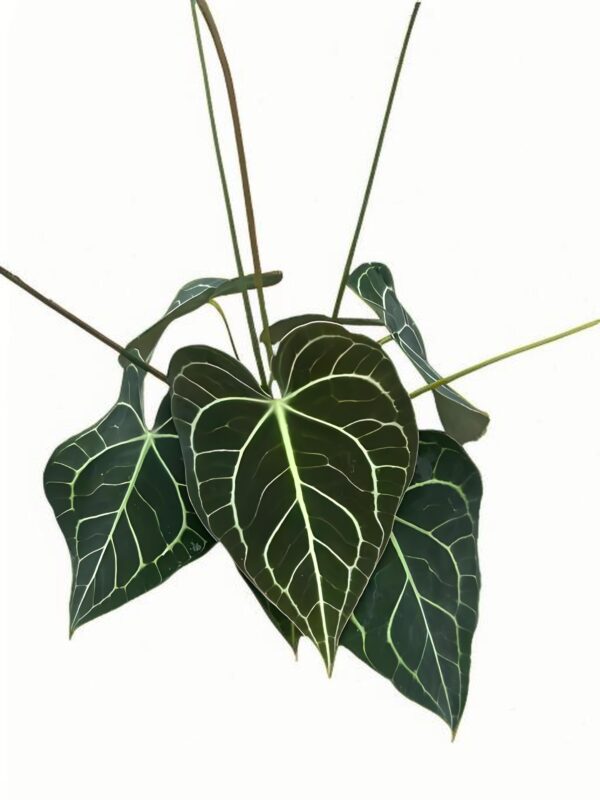 Anthurium clarinervium - 图片 2