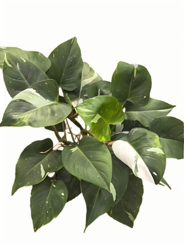 Philodendron‘White Princess’ - 图片 2