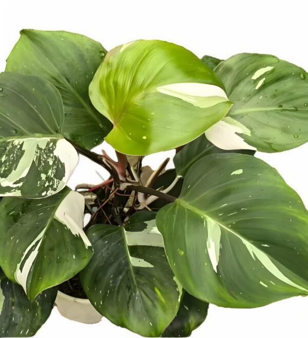 Philodendron‘White Knight’ - 图片 2