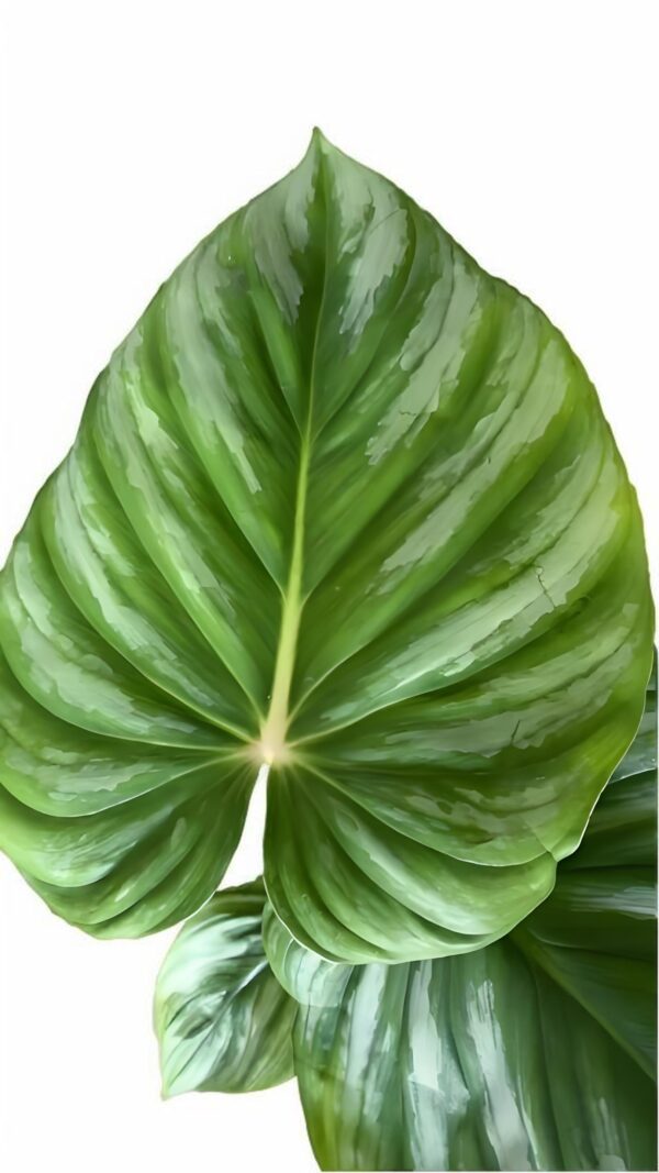 Philodendron plowmanii - 图片 2