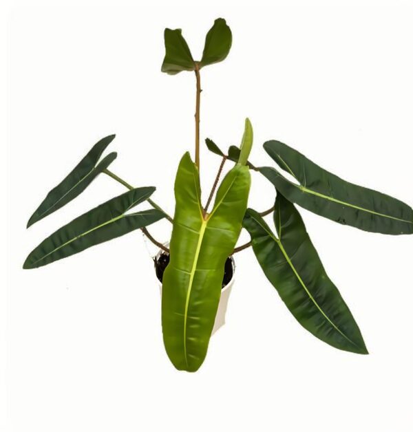Philodendron billietiae