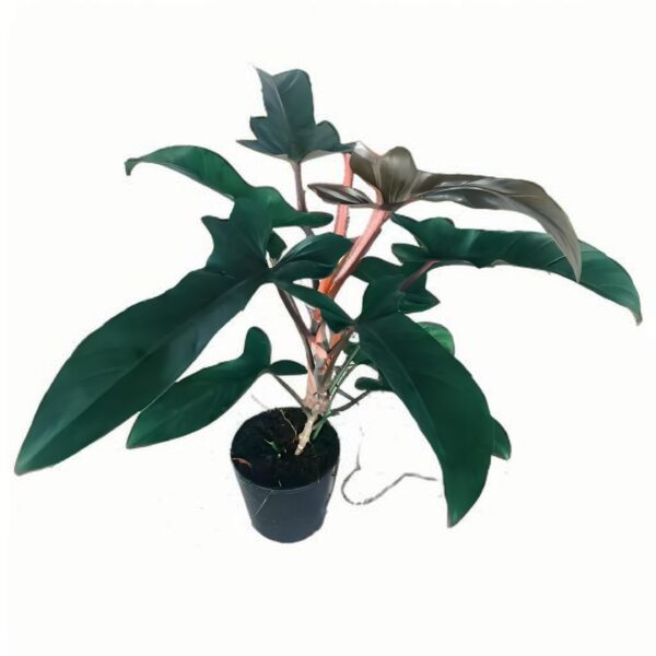 Philodendron Florida bronze