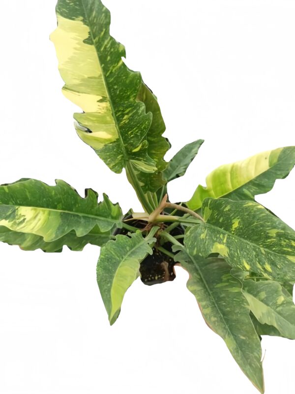 Philodendron‘Ring of Fire’
