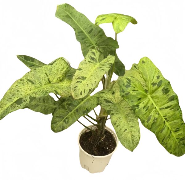 Philodendron Paraiso verde