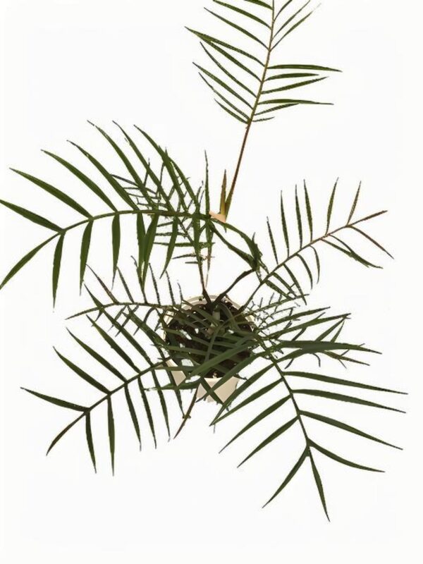 Philodendron Tortum