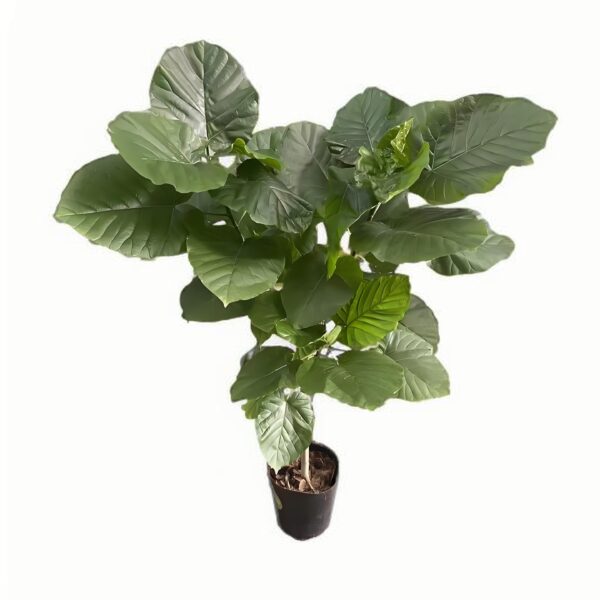 Ficus Umbellata - 图片 2