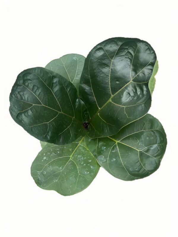Ficus lyrata ‘Bambino’