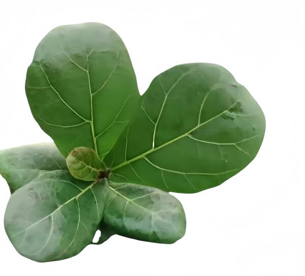 Ficus Iyrata - 图片 2