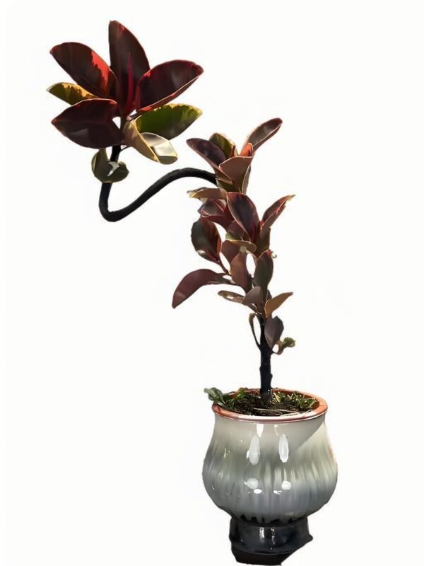 Ficus elastica ‘Ruby’