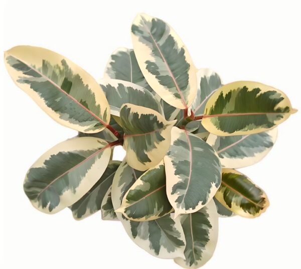 Ficus elastica ‘Tineke’