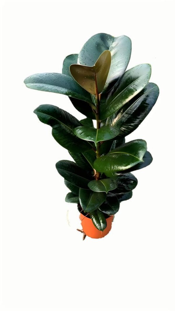 Ficus elastica ‘Sofia’ - 图片 2