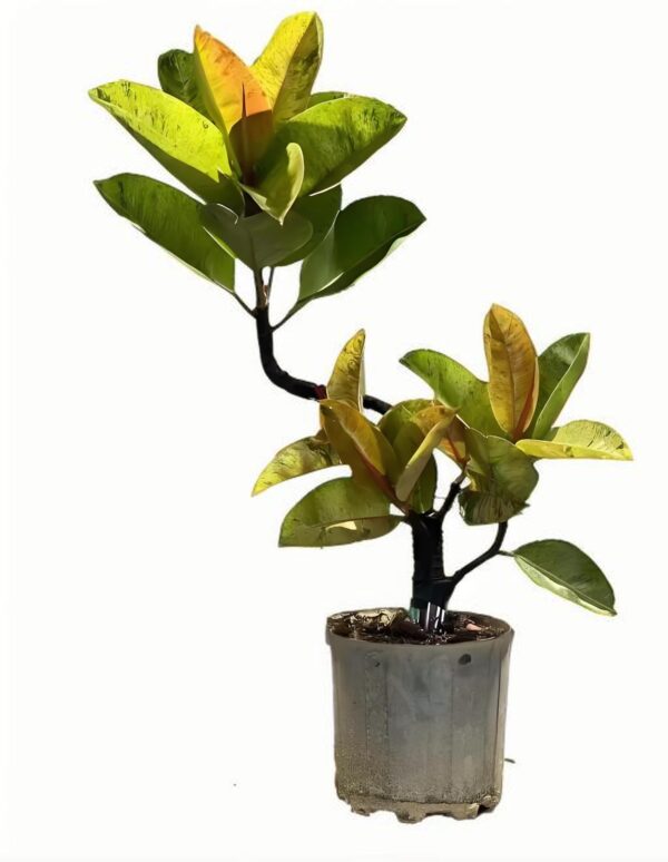 Ficus elastisa‘Shivereana’ - 图片 2