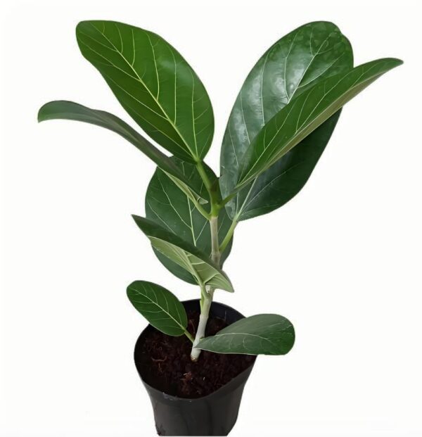 Ficus benhalensis‘Audrey’ - 图片 2