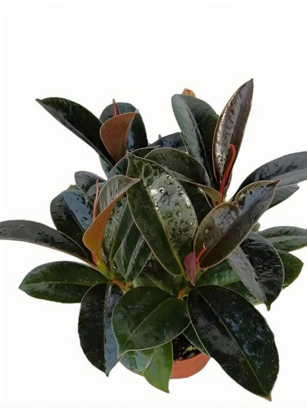 Ficus elastica‘Melany’ - 图片 2