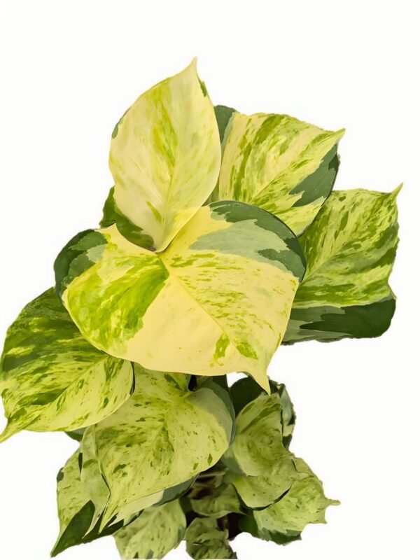 Epipremnum Happy Leaf