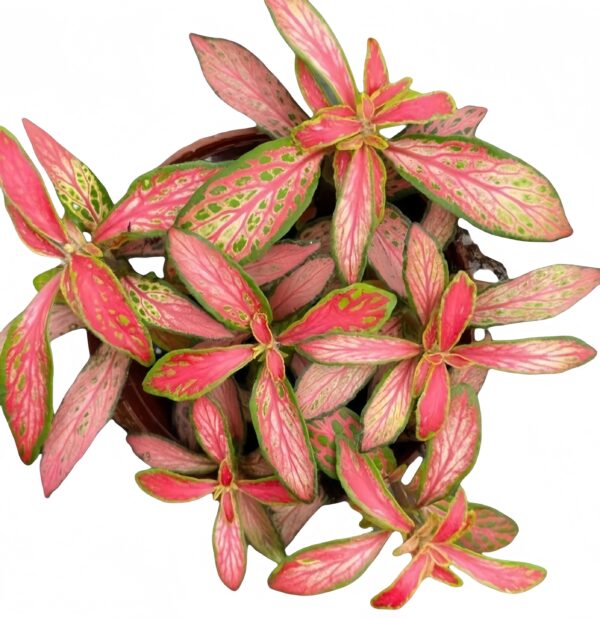 Fittonia Alice - 图片 2