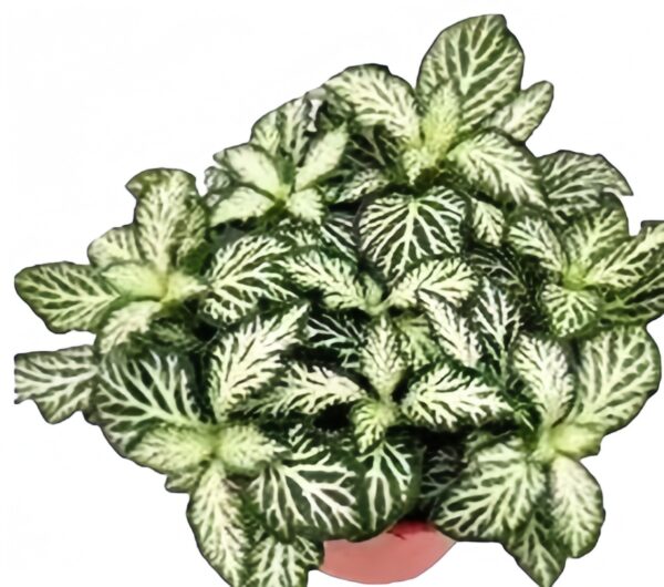 Fittonia White tiger skin - 图片 3