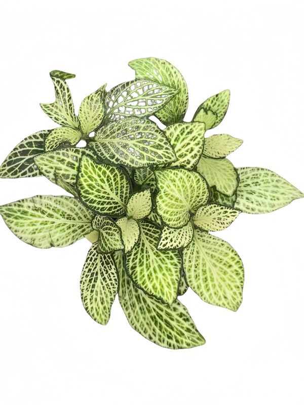 Fittonia Snow Anne