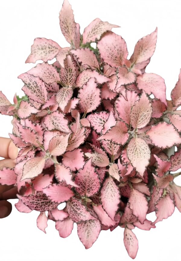 Fittonia Cai Xia - 图片 2