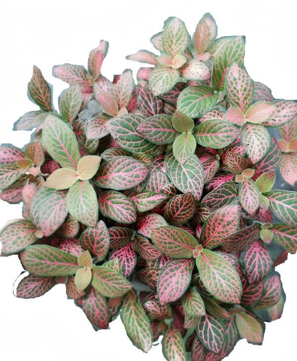 Fittonia forest - 图片 2