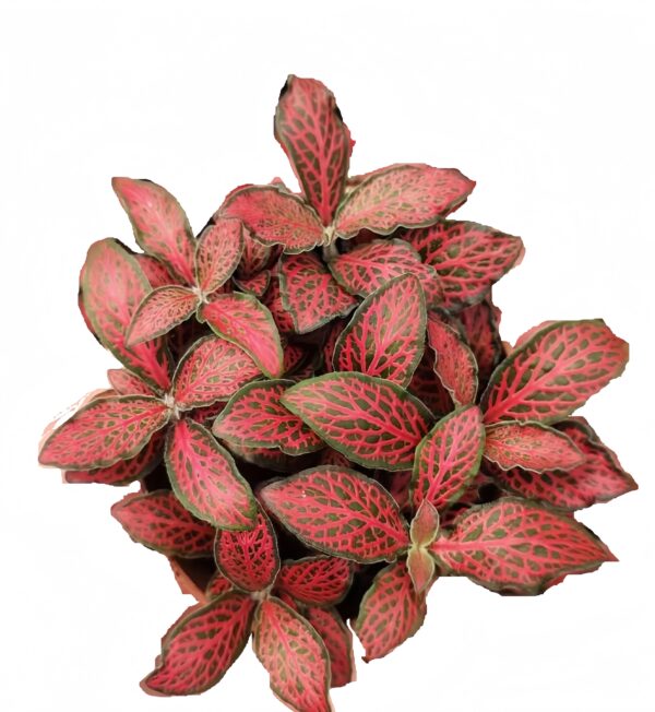 Fittonia Big flame - 图片 2