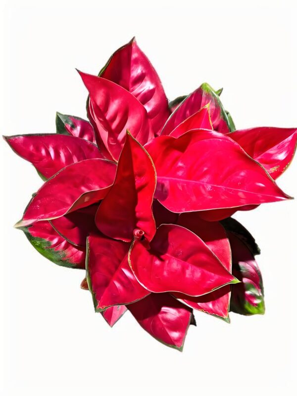 Aglaonema Eastern Red - 图片 3