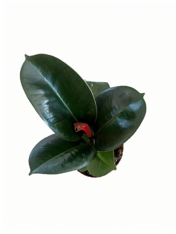Ficus elastica ‘Sofia’ - 图片 3