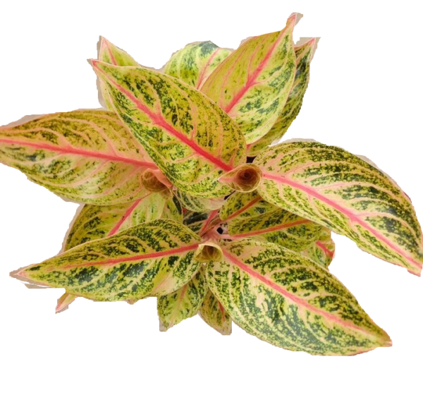 Aglaonema Gold Powder - 图片 2