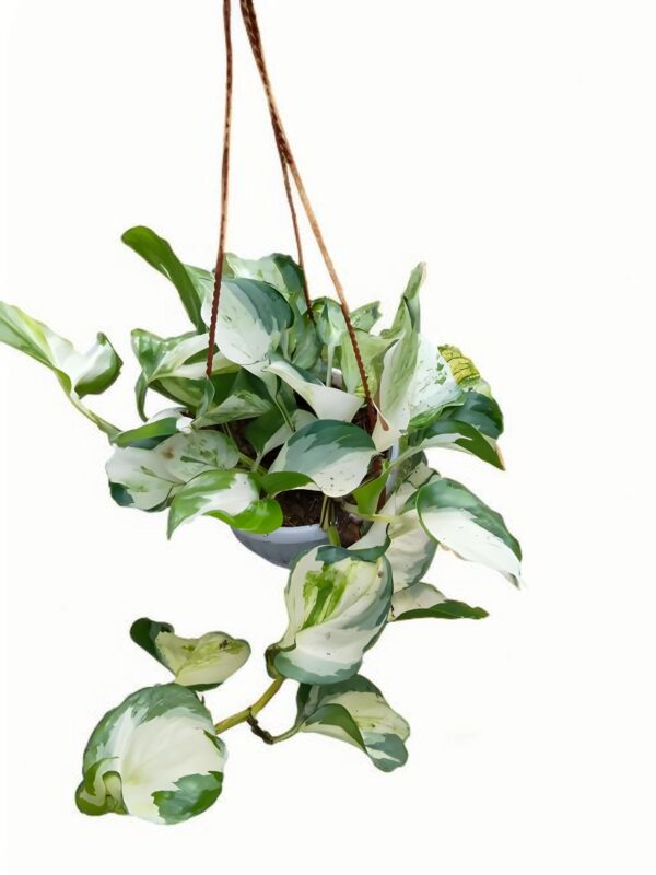 Epipremnum Happy Leaf - 图片 2