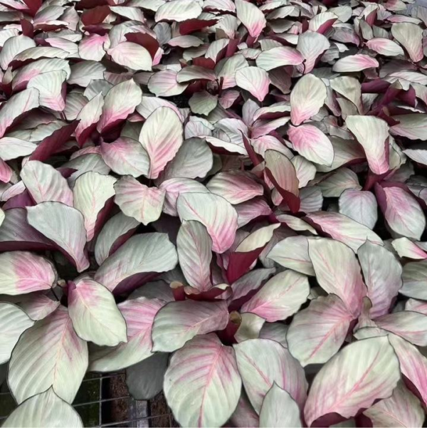 Calathea‘Silver Plate’ - 图片 2
