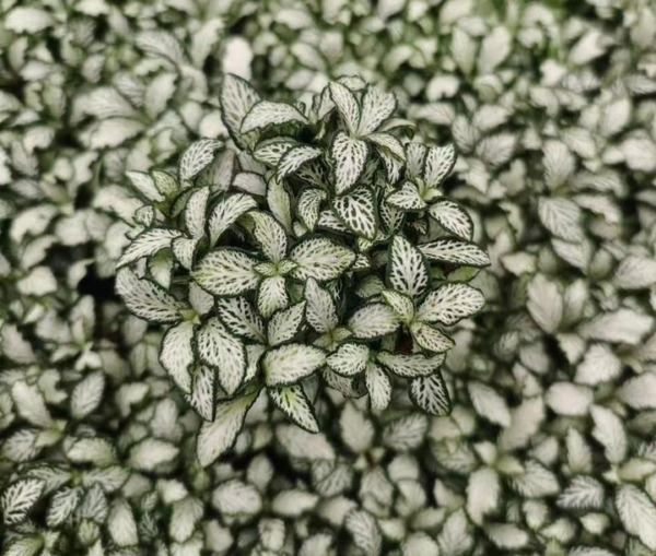 Fittonia Lovers - 图片 2