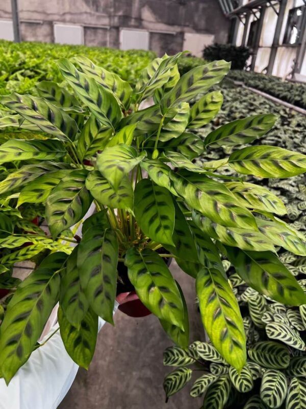 Calathea Leopardina - 图片 2