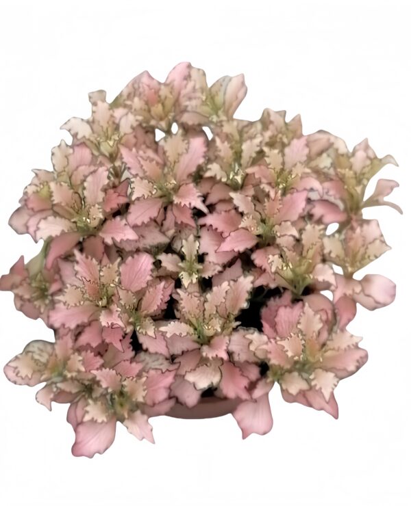 Fittonia pink - 图片 2