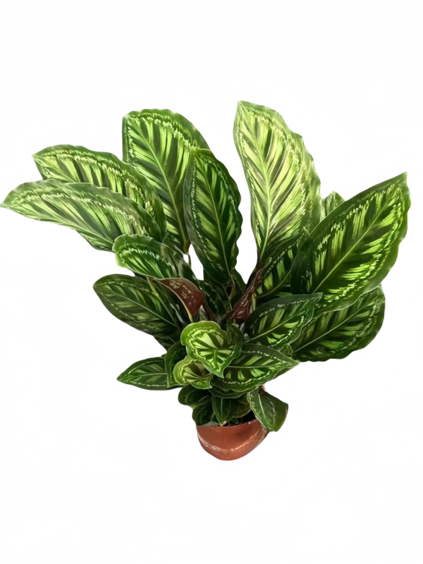 Calathea Flamesta - 图片 3