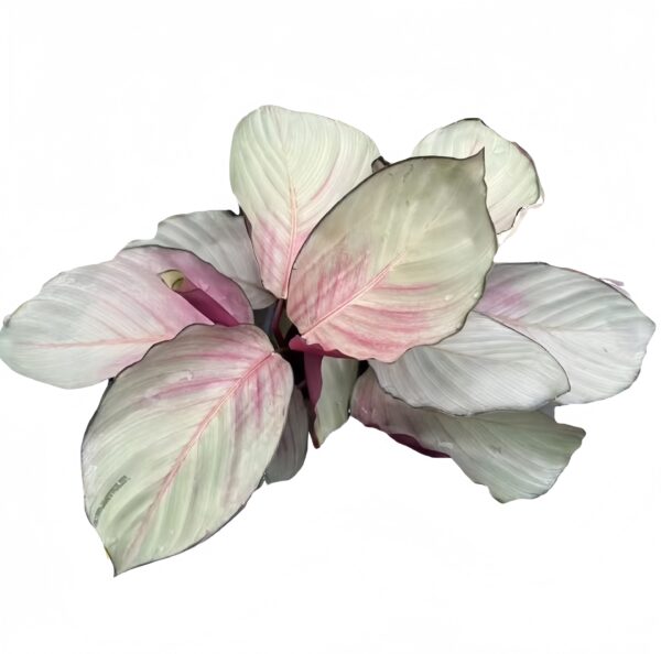 Calathea‘Silver Plate’