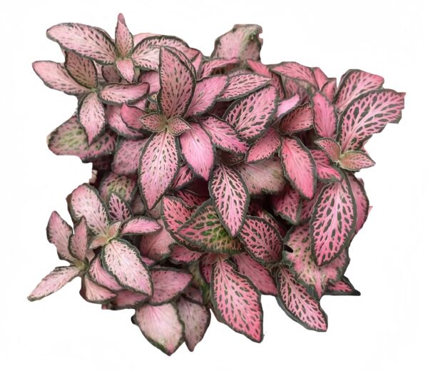 Fittonia Pink Forest