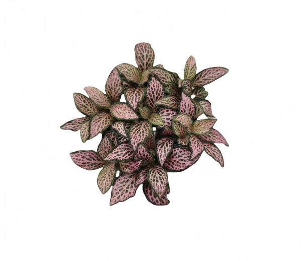 Fittonia Pink Star - 图片 2