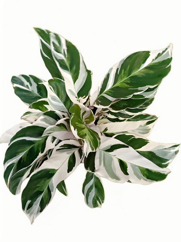 Calathea‘Fusion White’ - 图片 2